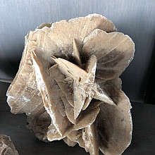 Bijzonder - Woestijnroos beige/bruin