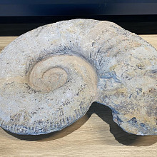 Bijzonder - Zeepaardje versteend 1.0